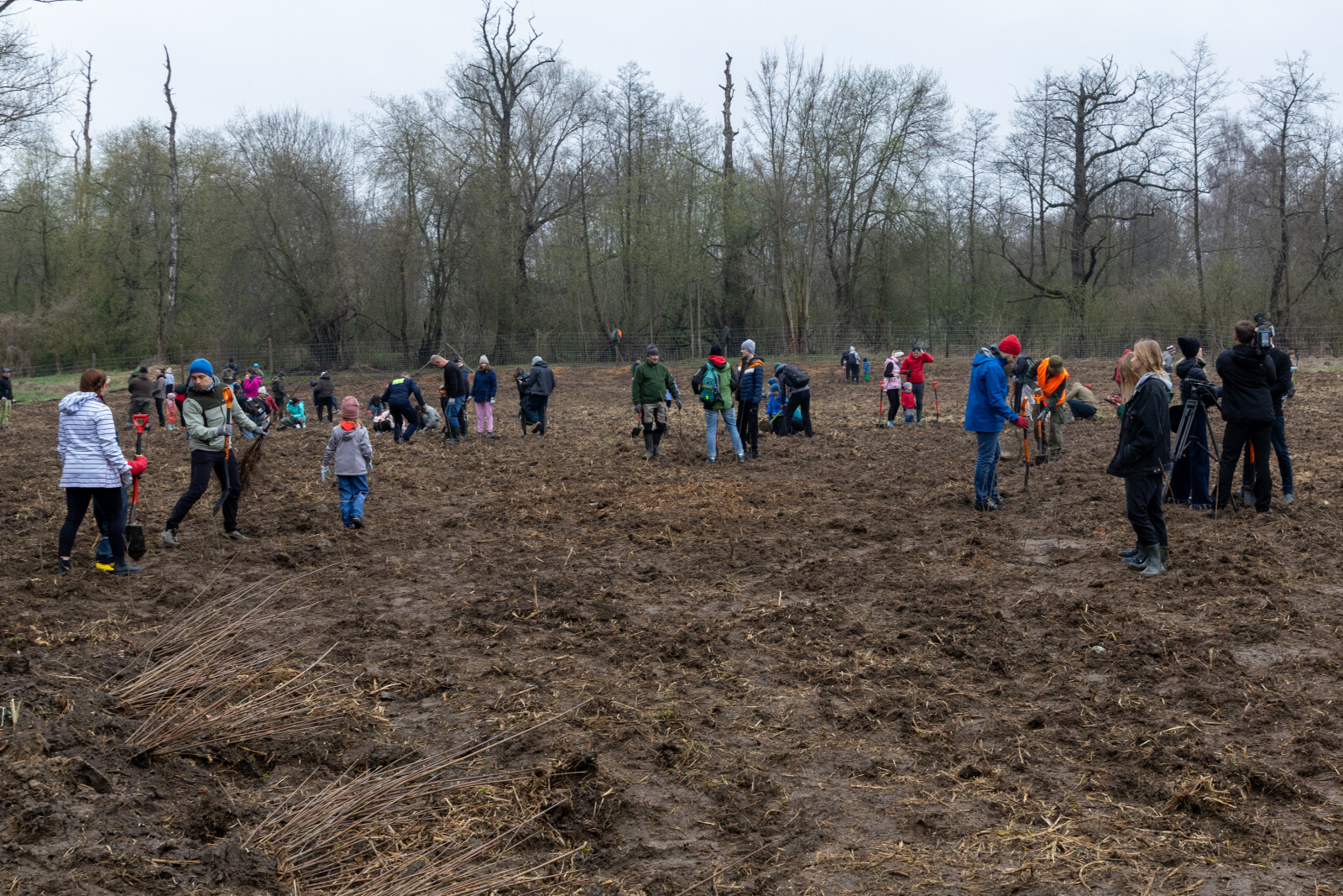 0S4A0145.jpg-Sadzenie Lasu, PMK, Miszalski, Zygmunta Starego  Autor: B. Świerzowski