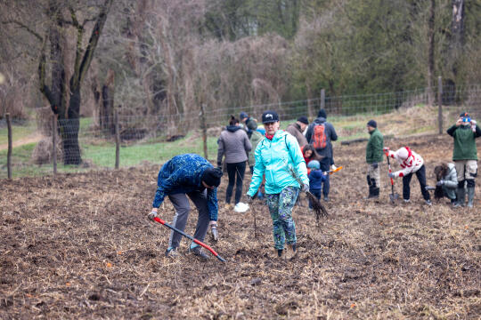 BSK_1247.jpg-Sadzenie Lasu, PMK, Miszalski, Zygmunta Starego