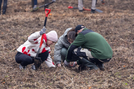 BSK_1264.jpg-Sadzenie Lasu, PMK, Miszalski, Zygmunta Starego