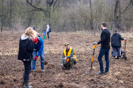 BSK_1303.jpg-Sadzenie Lasu, PMK, Miszalski, Zygmunta Starego