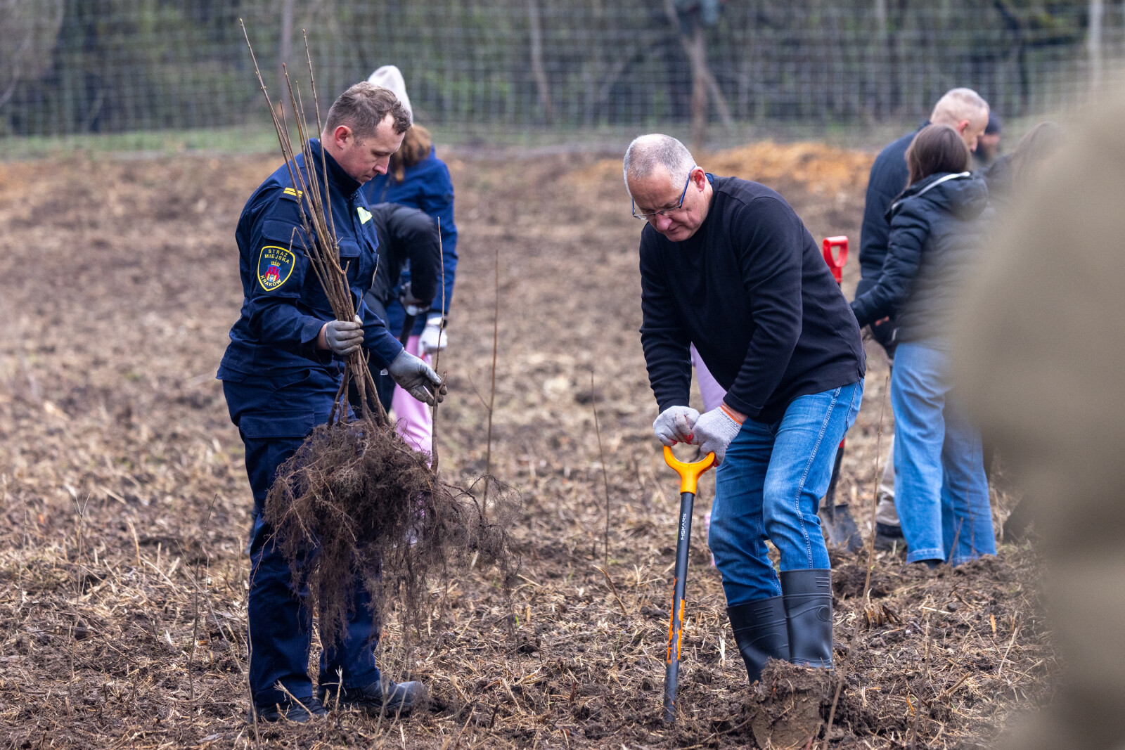 BSK_1306.jpg-Sadzenie Lasu, PMK, Miszalski, Zygmunta Starego  Autor: B. Świerzowski