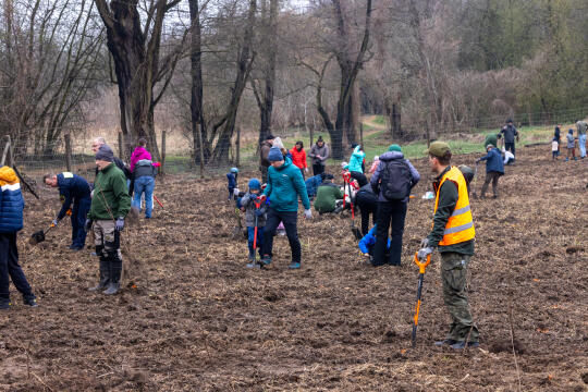 BSK_1328.jpg-Sadzenie Lasu, PMK, Miszalski, Zygmunta Starego