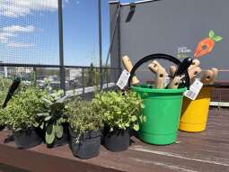 Wiosna na dachu szkoły! Tak Kraków tworzy „Ogrody z klasą”