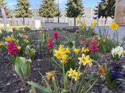 Wiosna na dachu szkoły! Tak Kraków tworzy „Ogrody z klasą”