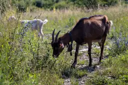 Koza pasąca się na łące, obok biała koza.