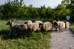 Stado owiec idących ścieżką w otoczeniu zieleni.