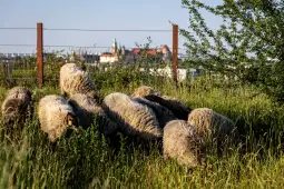 Stado owiec pasących się na łące z widokiem na miasto w tle.