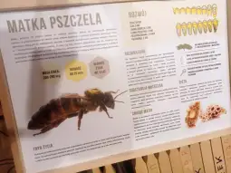 Opis matki pszczelej, jej masa, długość życia, tryb życia oraz dieta.