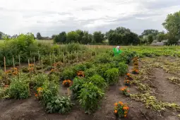 Ogród z kwiatami i warzywami, w tle osoba pielęgnująca rośliny.