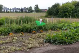 Strach na wróble w ogrodzie z warzywami i kwiatami. W tle domy i zieleń.