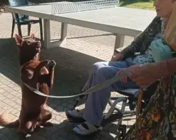 Pies na smyczy stoi na tylnych łapach obok osoby na wózku inwalidzkim.