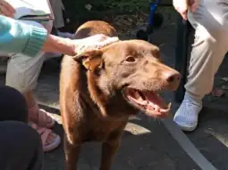 Brązowy pies rasy labrador z uśmiechem, otoczony przez ludzi.