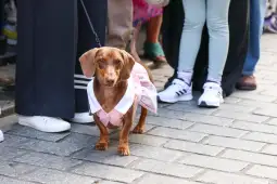 Pies rasy jamnik w różowej sukience stoi na chodniku wśród ludzi.