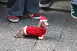 Sukienka w stylu świątecznym dla psa z czapką Mikołaja.