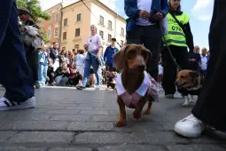 Pies w różowej koszuli idzie wśród tłumu ludzi na ulicy.