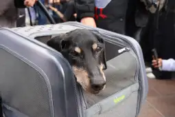 Pies patrzący z transportera dla zwierząt.