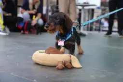 Pies rasy jamnik z zabawką w kształcie hot doga na tle ludzi.