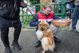 Mężczyzna z koszykiem klęczy przy psie rasy pomeranian.