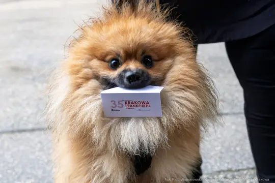 Pies rasy pomeranian trzyma w pysku wizytówkę z napisem Krakowa i Frankfurtu.