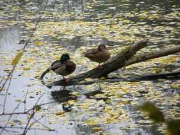 Stara Wola nie rdzewieje