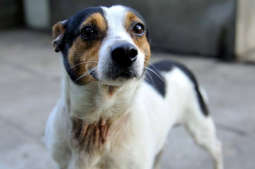 Oddaj książkę, podaj łapę