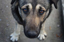 Pomóż bezdomnym zwierzętom