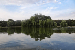 Naczelna Izba Kontroli pozytywnie o ochronie drzew w Krakowie