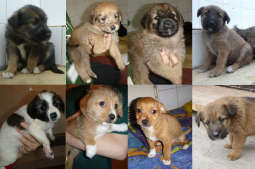 Szczeniaki i kociaki do pilnej adopcji