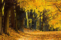 Trwa inwentaryzacja roślinności