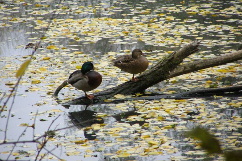 Przygotowania do rewitalizacji parku Duchackiego