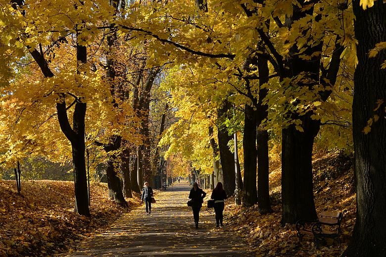 Znajdź miejsce na nowe drzewa