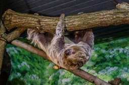 Nowy mieszkaniec krakowskiego ZOO [FOTO i WIDEO]