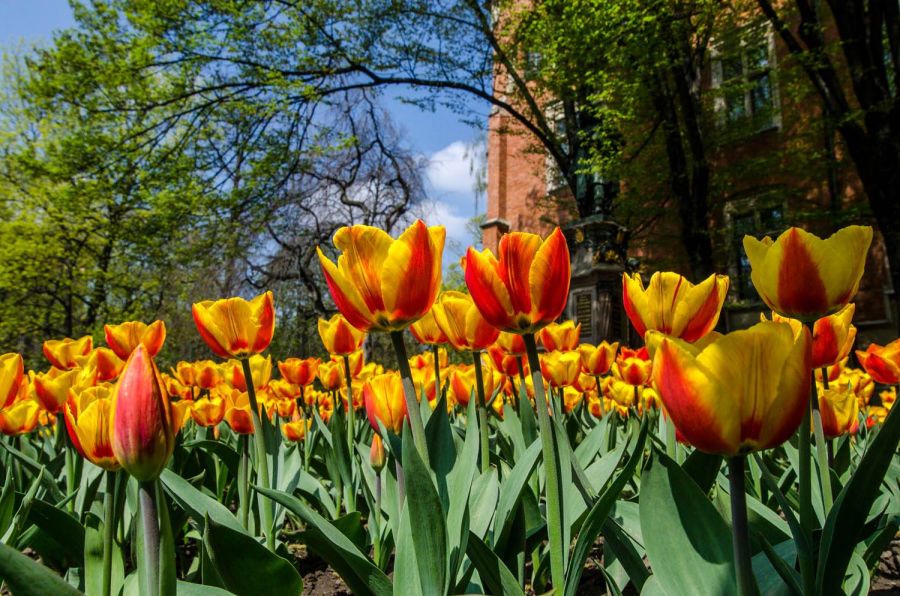 Maraton zielonych nasadzeń - świętuj Dzień Ziemi
