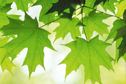 Posłuchaj muzyki o poranku