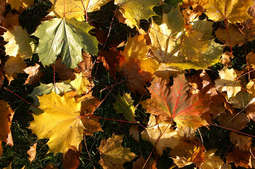 Nie pal liści, lepiej oddaj je MPO