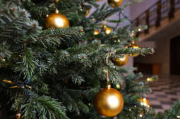 Posadź choinkę w poświątecznym lesie