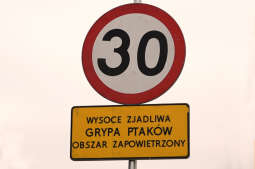 Ptasia grypa - zagrożenia nie ma, ale obowiązuje profilaktyka