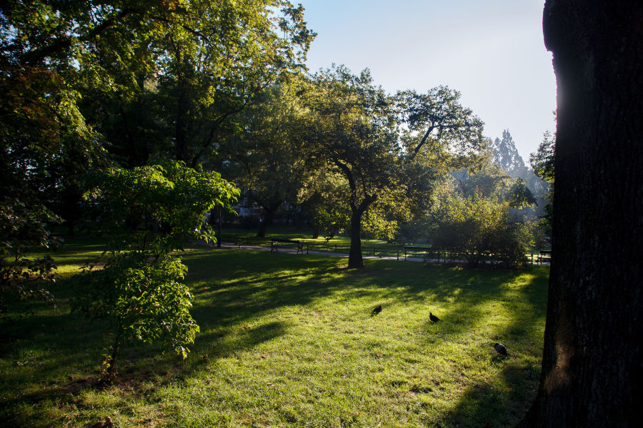 Mech pożre smog. Kraków zielenią powalczy o czyste powietrze