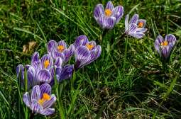 Dołóż się do zbiórki na antysmogowe rośliny dla szkół