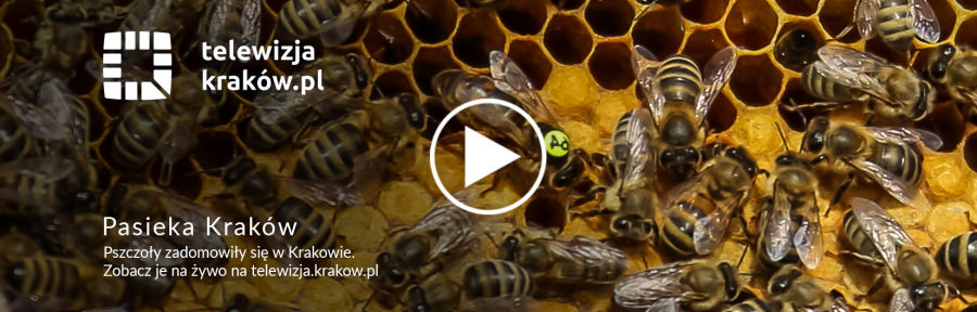 Pasieka Kraków