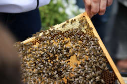 Plac Wolnica płynie miodem. Przed nami 24. Krakowskie Miodobranie
