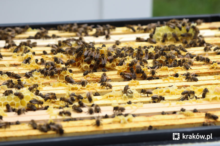 Pasieka Kraków