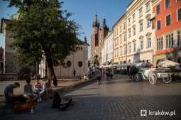 Znamy wyniki badań koni dorożkarskich