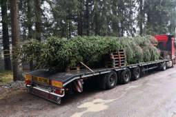 Słowacka choinka w prezencie dla krakowian