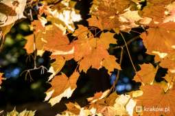 Liście do worka, nie do ogniska