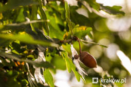 W Krakowie powstanie nowy park