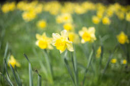 Morze wiosennych kwiatów w Krakowie