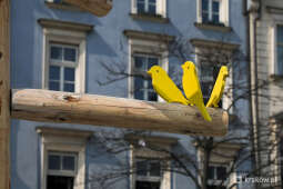 Drzewko emausowe – kolorowy symbol na Rynku Głównym 