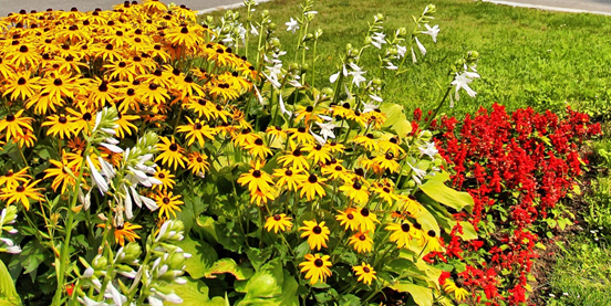 Flowers for insects and heat-tolerant urban forests in Olomouc