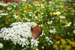 Rzadsze koszenie traw dla klimatu